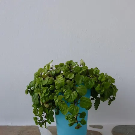 דירה Helen's Minimal & *