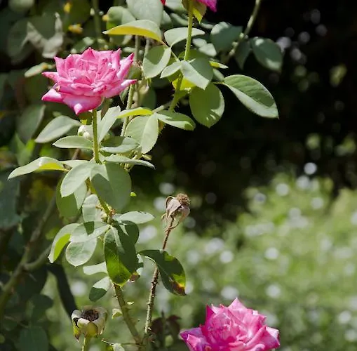 Helen's Minimal & * Aliki (Paros)