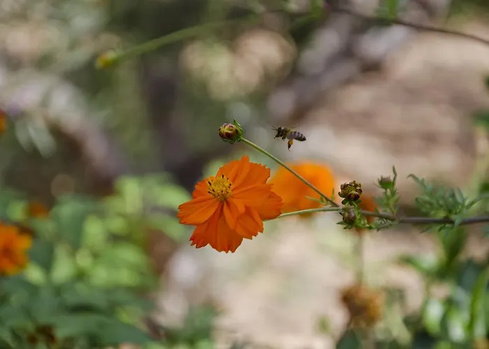 Helen's Minimal & Apartment Aliki (Paros)